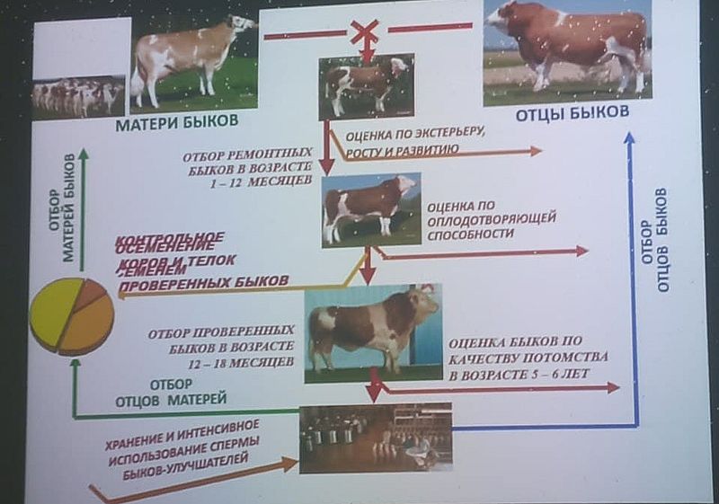 Приклади навчальних матеріалів лекційного курсу із селекції  тварин